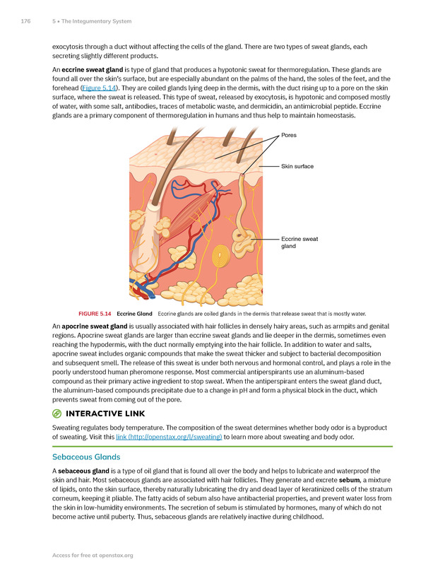 Anatomy and Physiology 2e - New Page