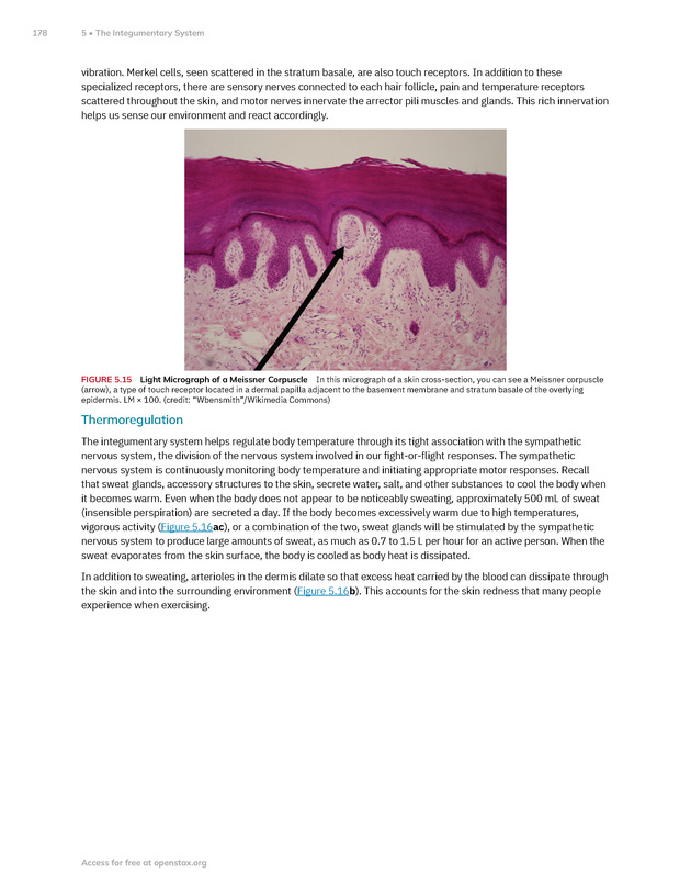 Anatomy and Physiology 2e - New Page