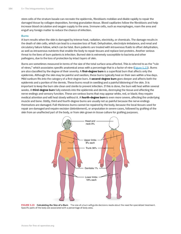 Anatomy and Physiology 2e - New Page