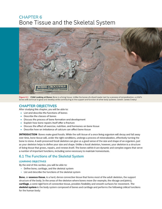 Anatomy and Physiology 2e - New Page