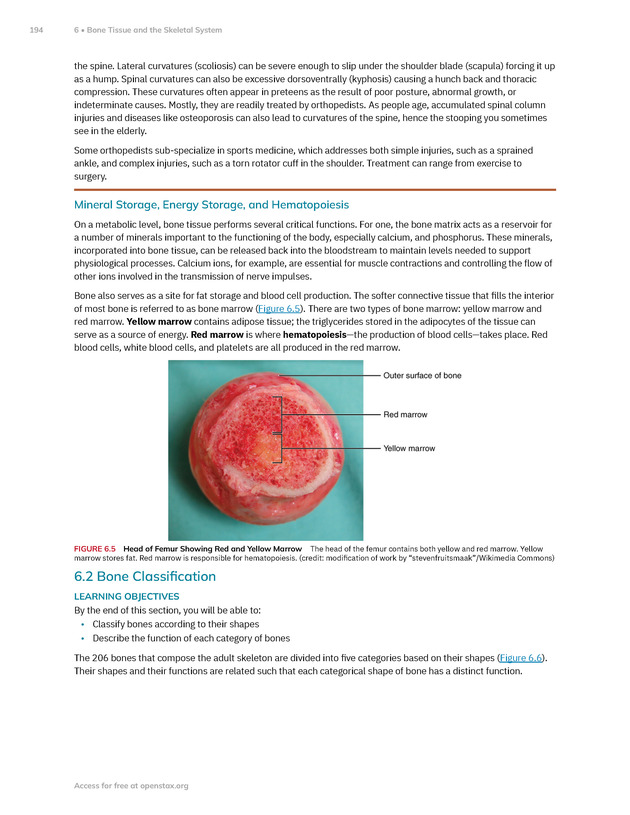 Anatomy and Physiology 2e - New Page