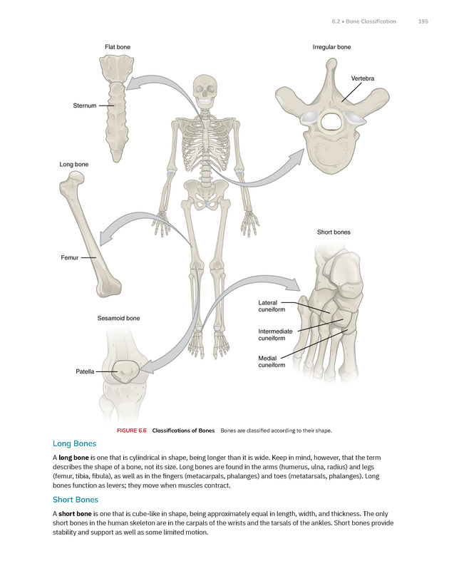 Anatomy and Physiology 2e - New Page
