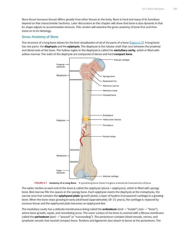 Anatomy and Physiology 2e - New Page