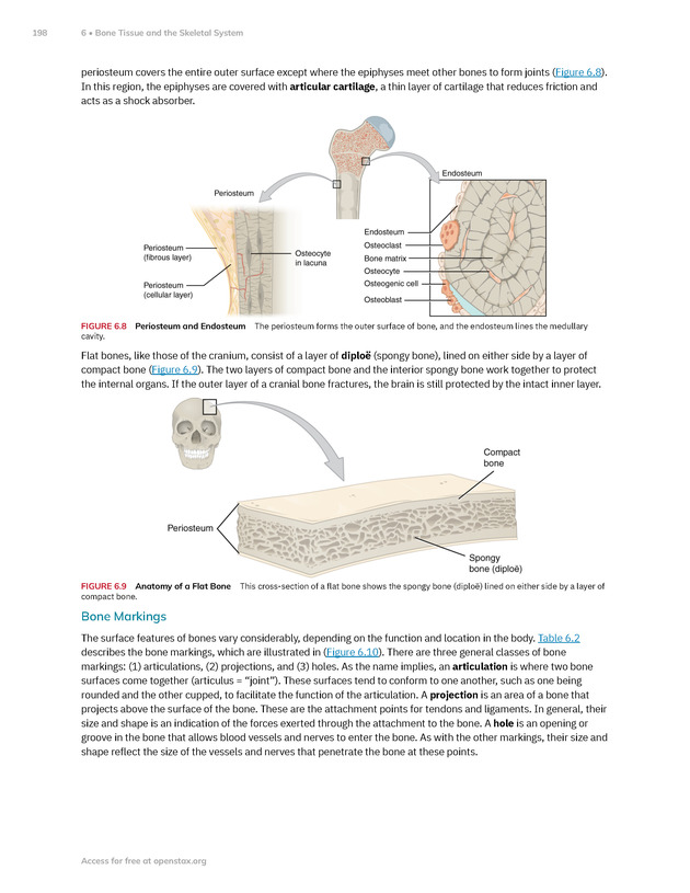 Anatomy and Physiology 2e - New Page
