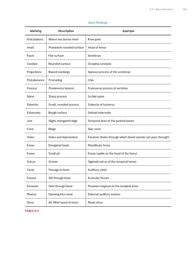 Anatomy and Physiology 2e - New Page