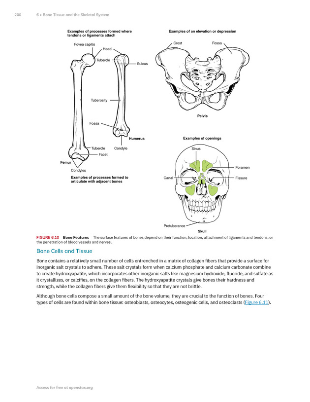 Anatomy and Physiology 2e - New Page