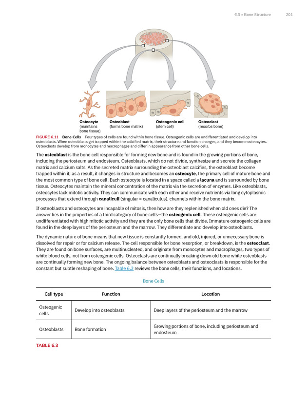 Anatomy and Physiology 2e - New Page