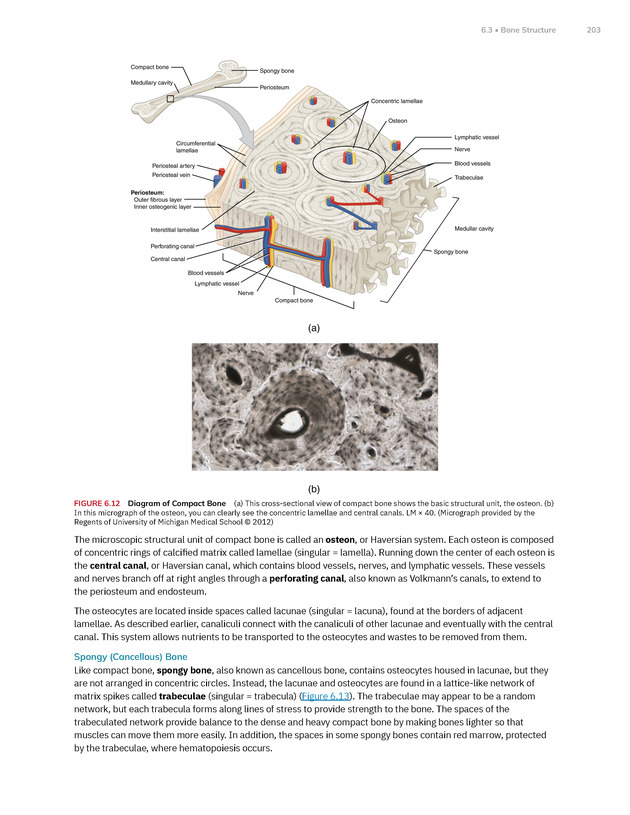 Anatomy and Physiology 2e - New Page