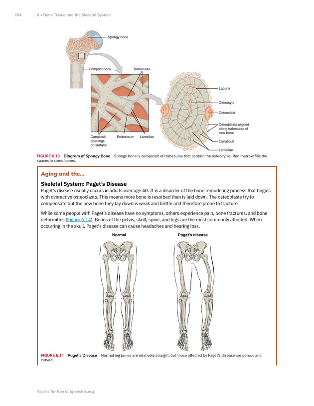 Anatomy and Physiology 2e - New Page