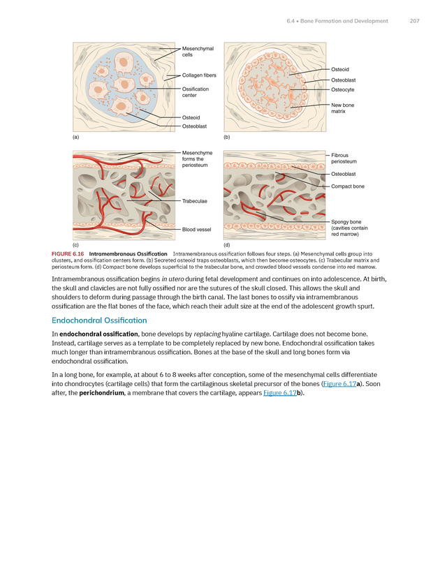 Anatomy and Physiology 2e - New Page