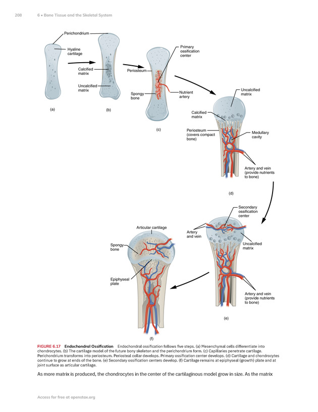 Anatomy and Physiology 2e - New Page