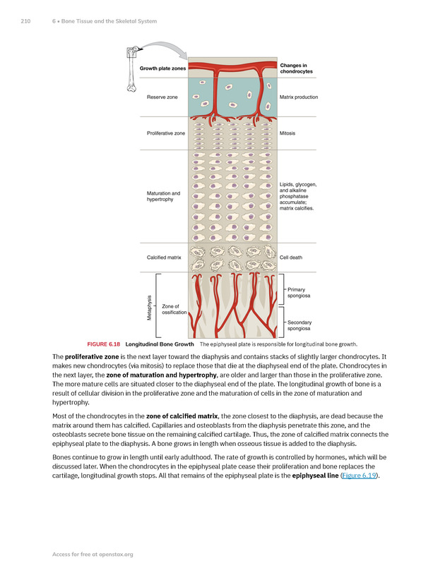 Anatomy and Physiology 2e - New Page
