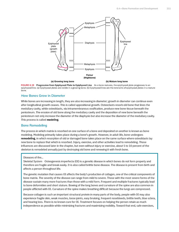 Anatomy and Physiology 2e - New Page