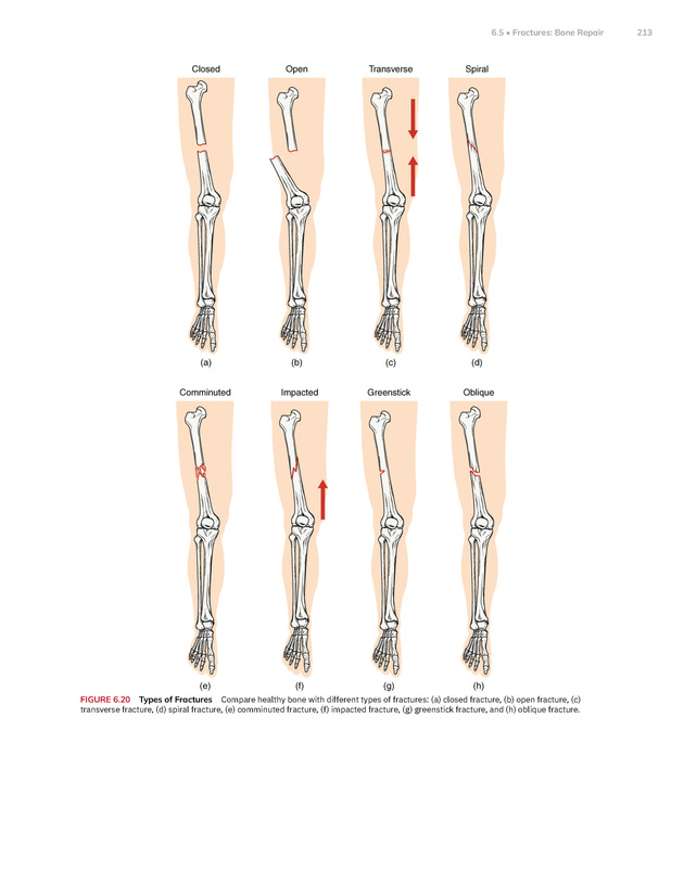Anatomy and Physiology 2e - New Page