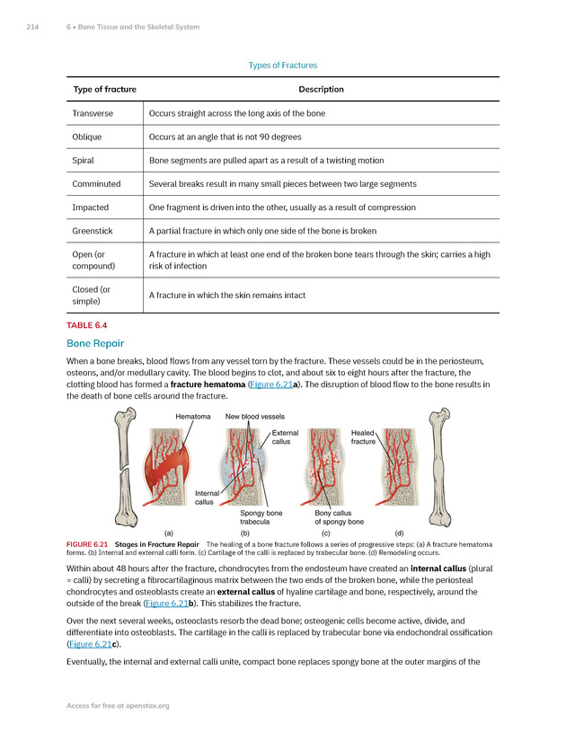 Anatomy and Physiology 2e - New Page