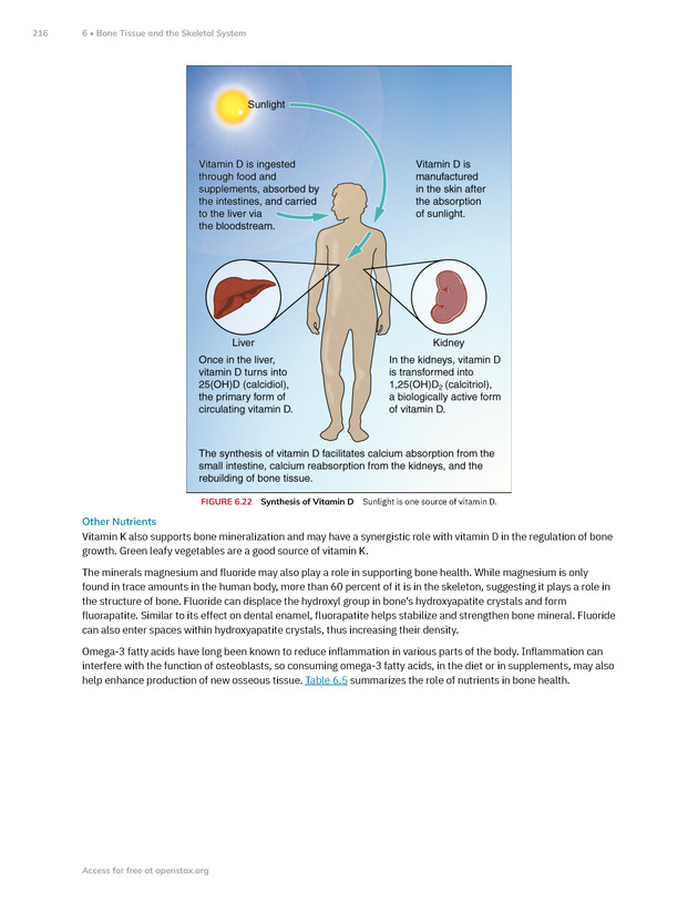 Anatomy and Physiology 2e - New Page