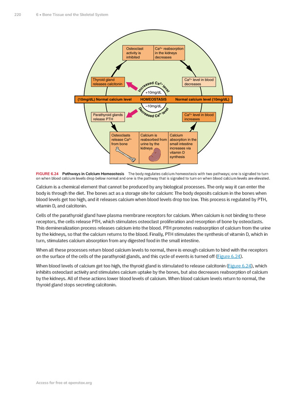 Anatomy and Physiology 2e - New Page