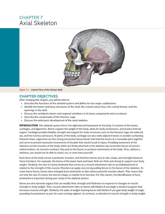 Anatomy and Physiology 2e - New Page