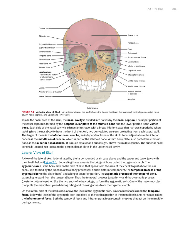 Anatomy and Physiology 2e - New Page
