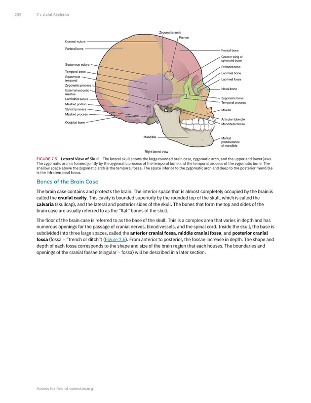 Anatomy and Physiology 2e - New Page