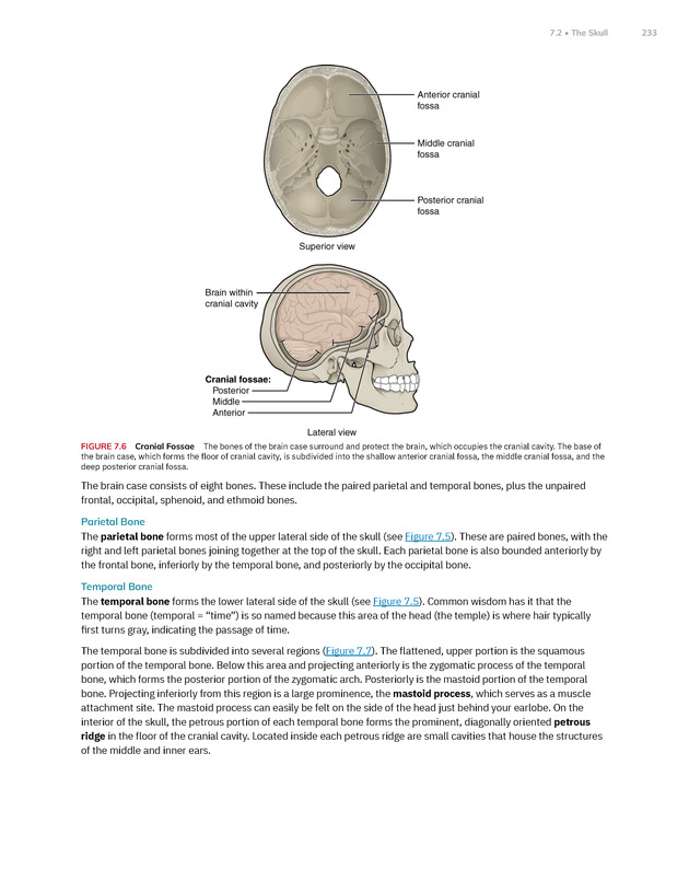 Anatomy and Physiology 2e - New Page