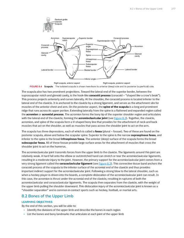 Anatomy and Physiology 2e - New Page