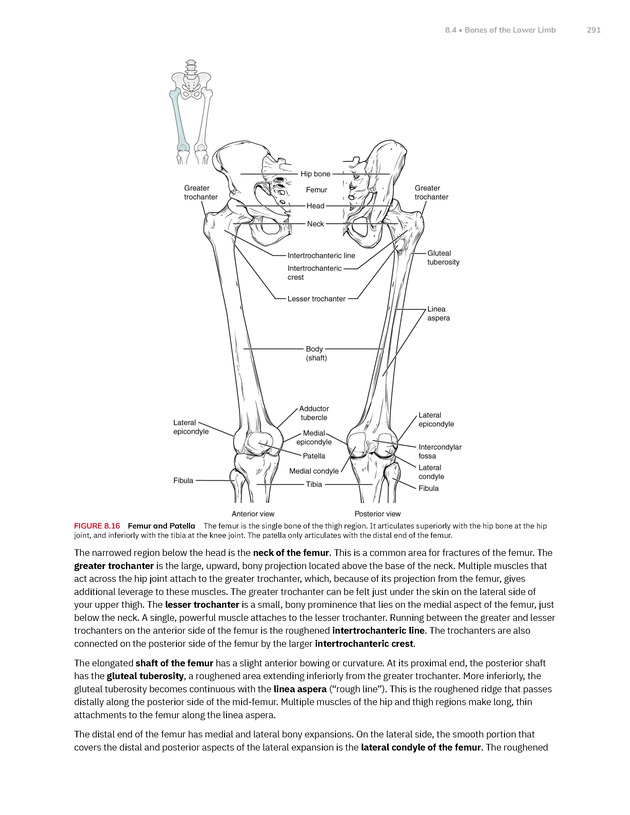 Anatomy and Physiology 2e - New Page