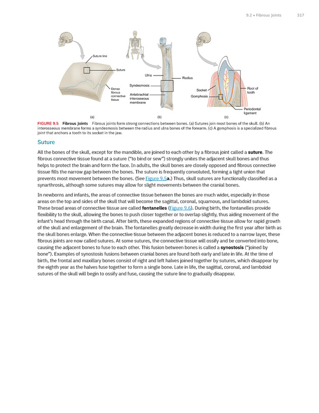 Anatomy and Physiology 2e - New Page