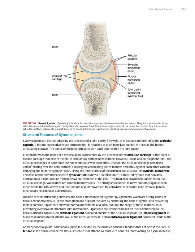 Anatomy and Physiology 2e - New Page