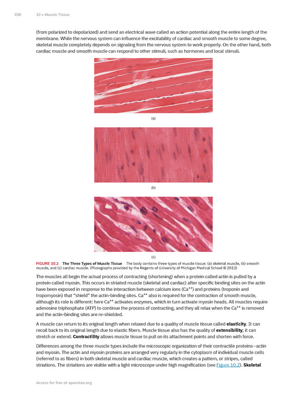 Anatomy and Physiology 2e - New Page