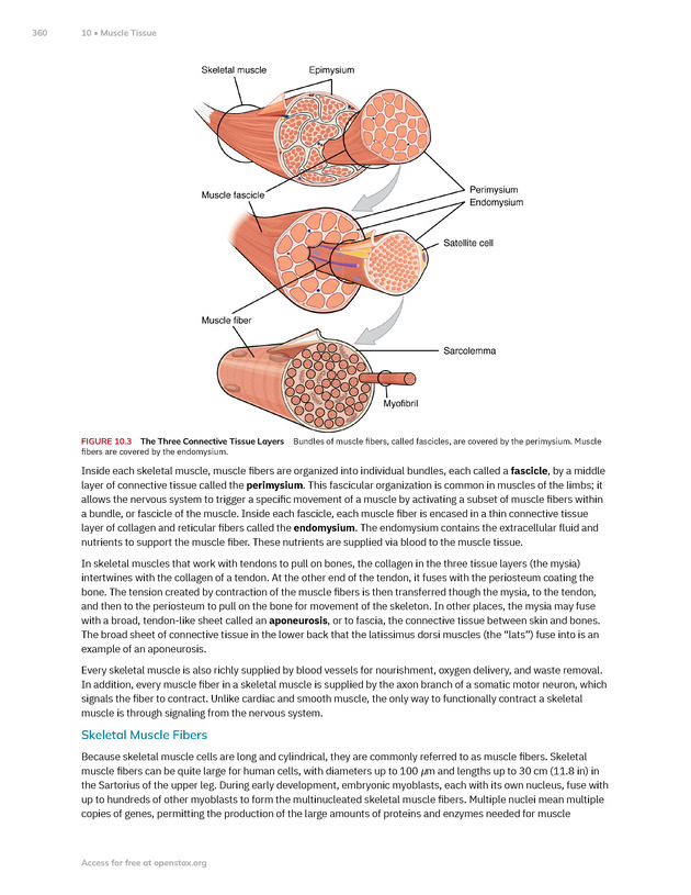 Anatomy and Physiology 2e - New Page