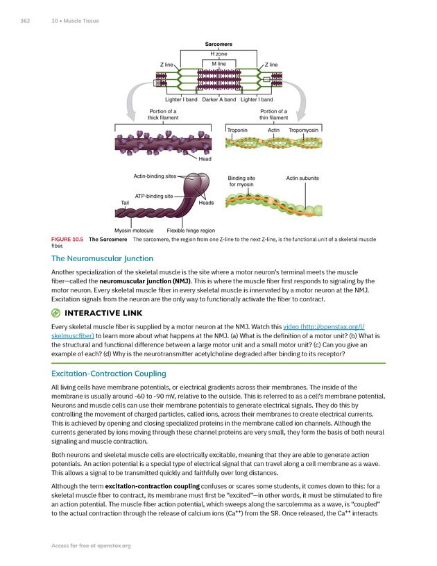 Anatomy and Physiology 2e - New Page