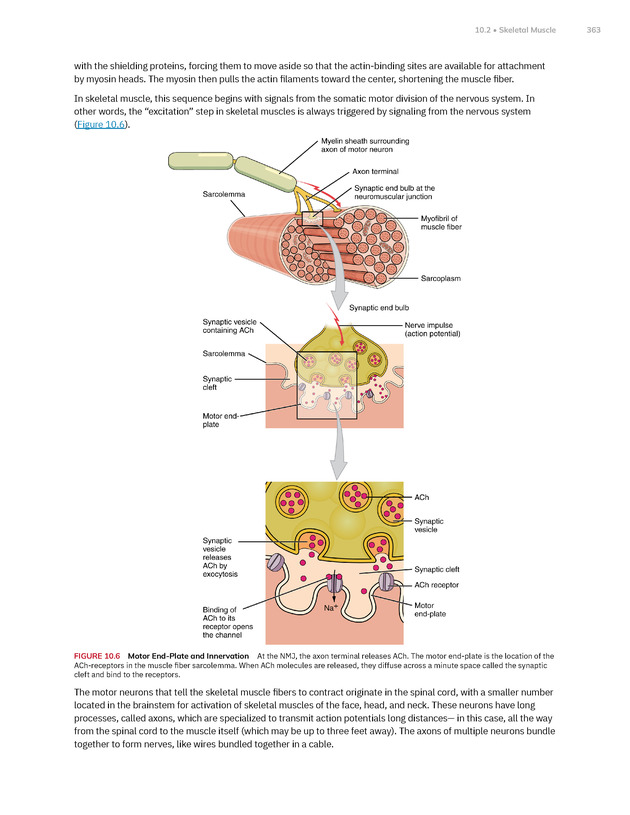 Anatomy and Physiology 2e - New Page