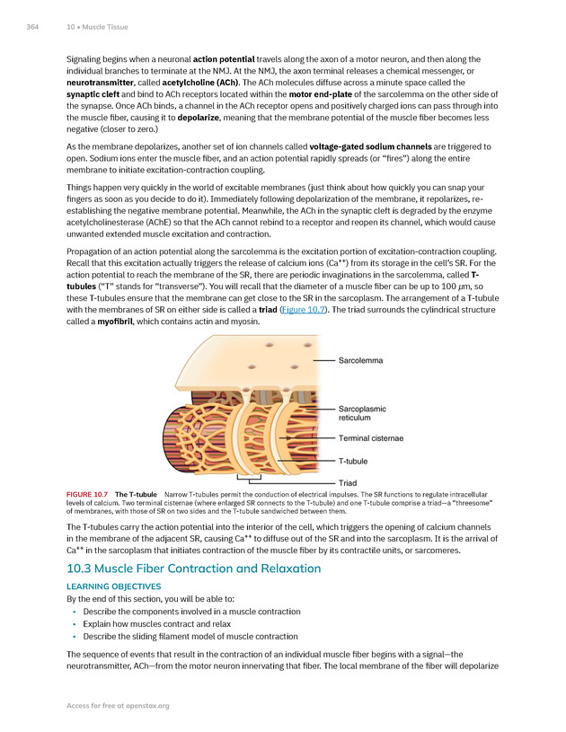 Anatomy and Physiology 2e - New Page