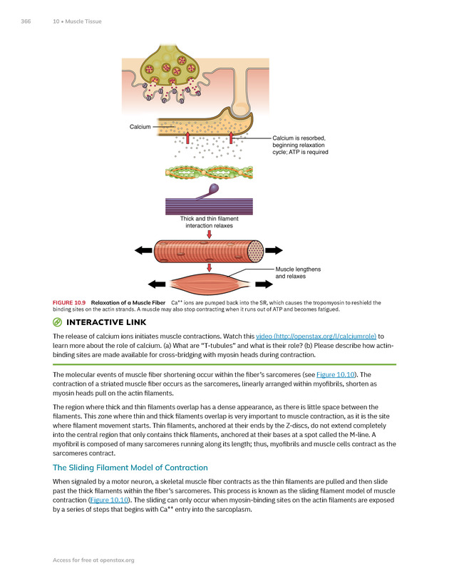 Anatomy and Physiology 2e - New Page