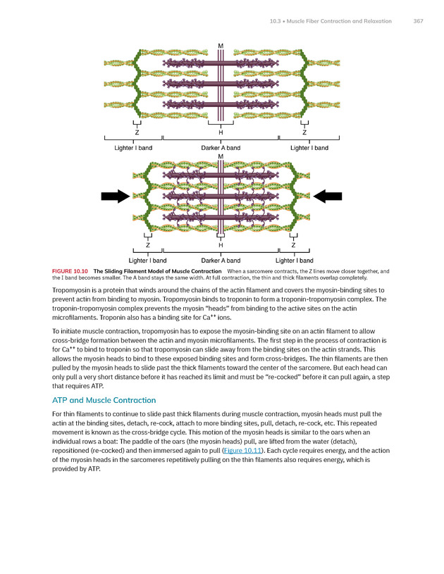 Anatomy and Physiology 2e - New Page