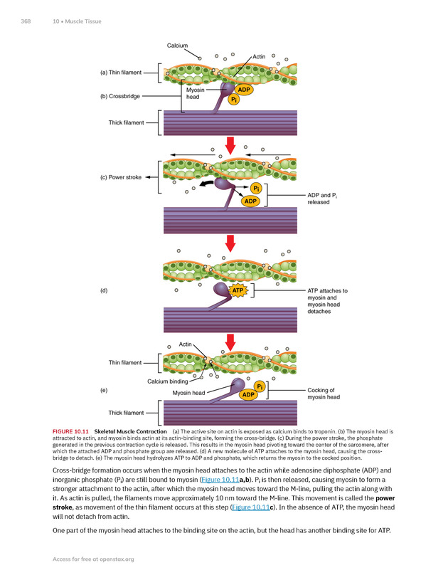 Anatomy and Physiology 2e - New Page
