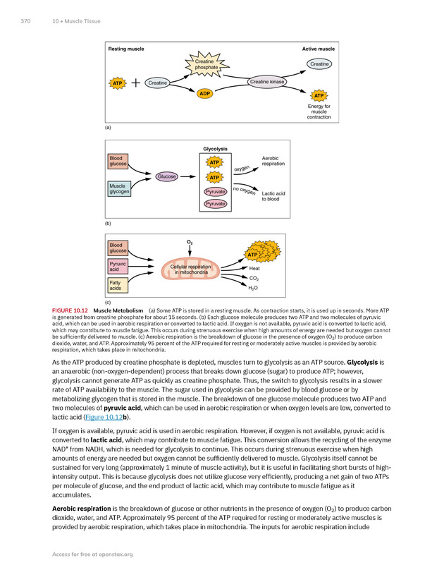 Anatomy and Physiology 2e - New Page