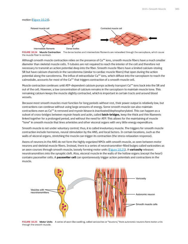 Anatomy and Physiology 2e - New Page