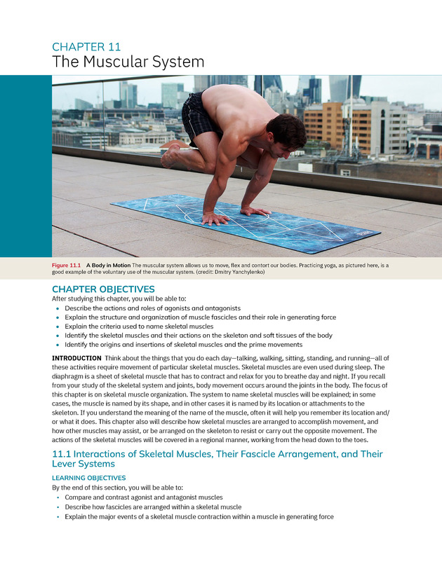 Anatomy and Physiology 2e - New Page