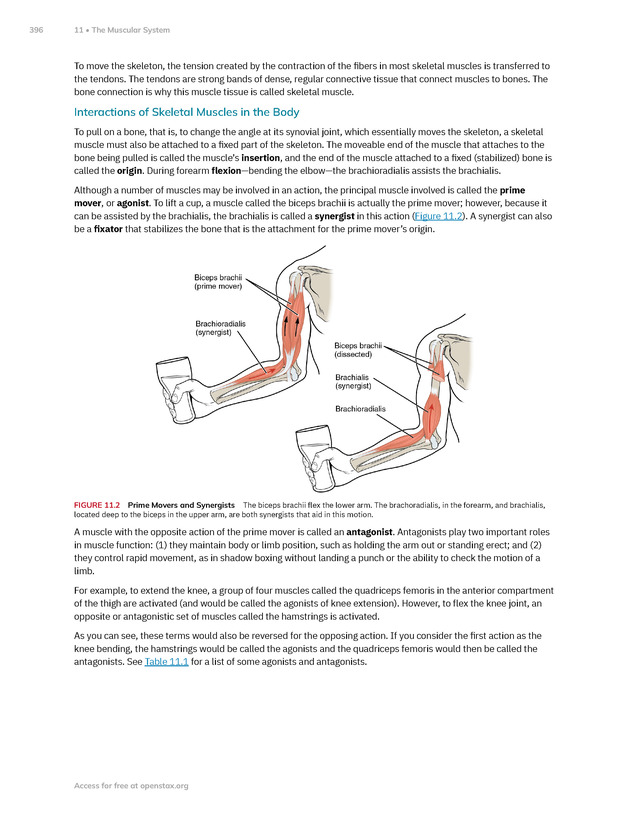 Anatomy and Physiology 2e - New Page