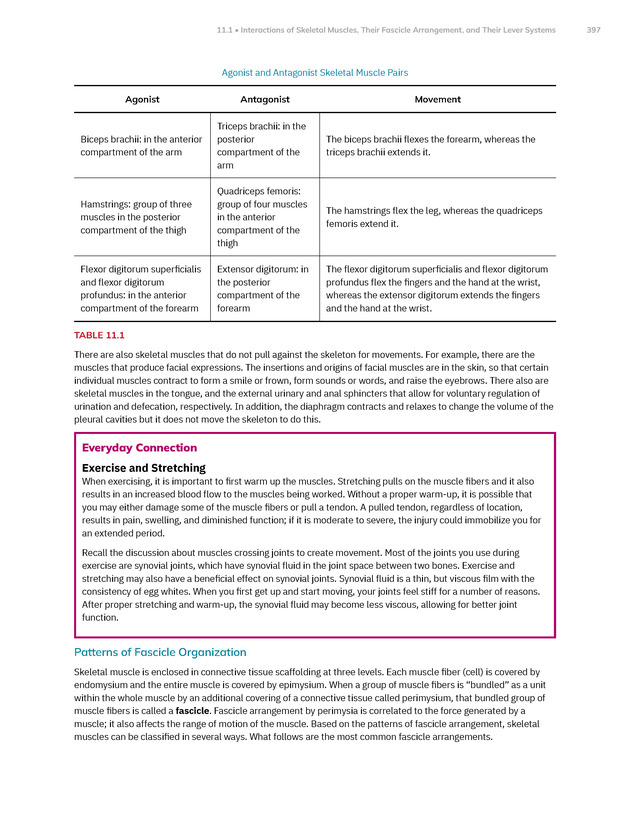 Anatomy and Physiology 2e - New Page