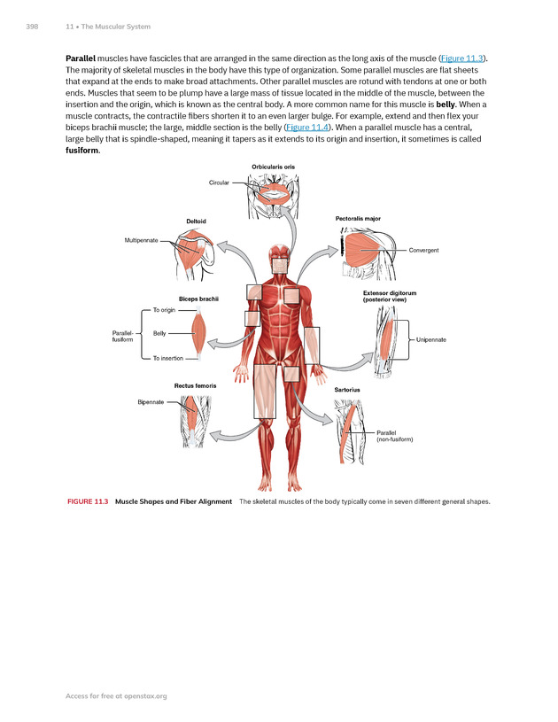 Anatomy and Physiology 2e - New Page