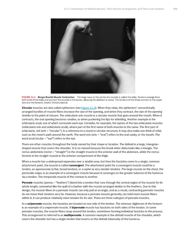 Anatomy and Physiology 2e - New Page