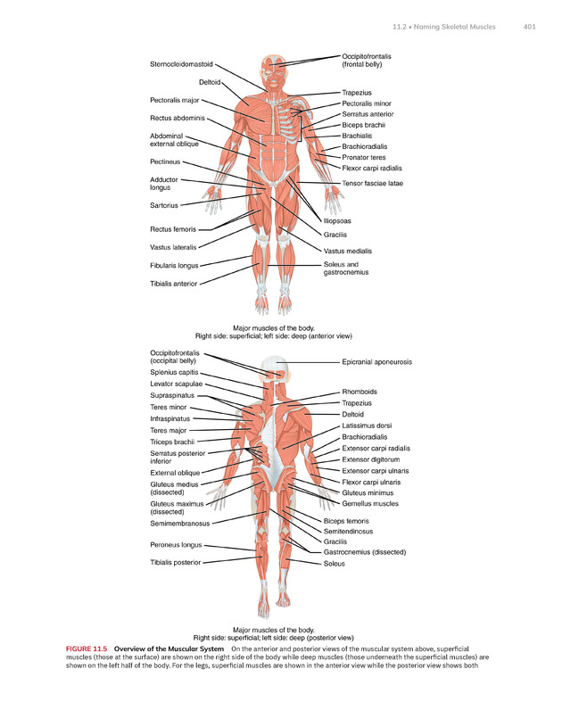 Anatomy and Physiology 2e - New Page