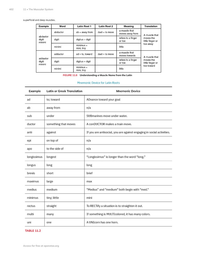 Anatomy and Physiology 2e - New Page