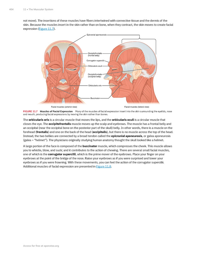 Anatomy and Physiology 2e - New Page