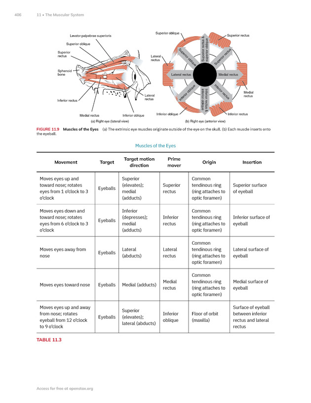 Anatomy and Physiology 2e - New Page