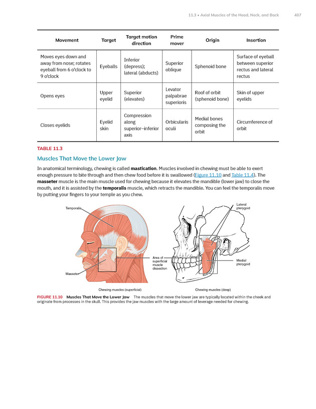 Anatomy and Physiology 2e - New Page