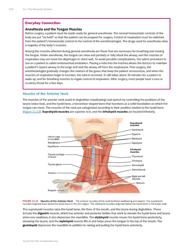 Anatomy and Physiology 2e - New Page